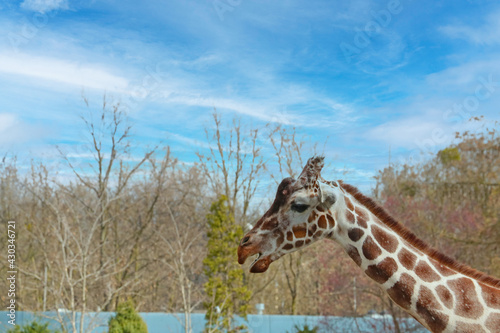 Fototapeta Naklejka Na Ścianę i Meble -  The head of a giraffe against a background of blue sky and treetops.