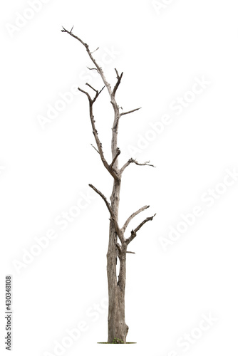 Dead tree isolated on a white background, clipping path.