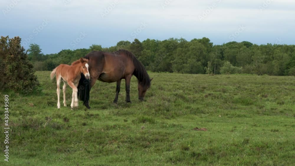 Wild female horse or mare with her male foal suckling for milk
Wild female horse or mare with her male foal suckling for milk