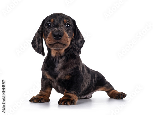 Cute dachshund aka teckel pup  sitting facing front. Looking curious into camera. Isolated on white background.