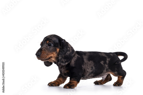 Cute dachshund aka teckel pup, standing side ways showing profile. Looking curious into camera. Isolated on white background.