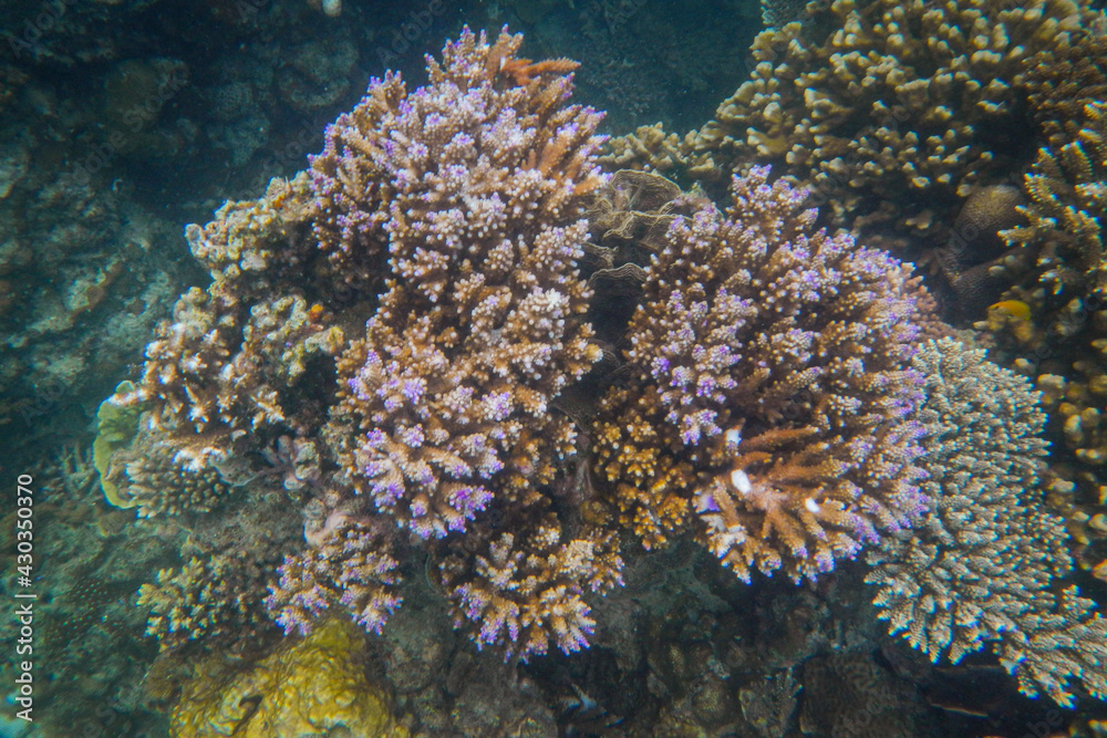 Beautiful coral reefs under the sea in Karimun Jawa, Indonesia Beautiful coral reefs under the sea in Karimun Jawa, Indonesia
