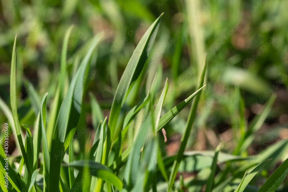 Obraz premium Close-up of the young foliage of the grass. Easter Spring Concept