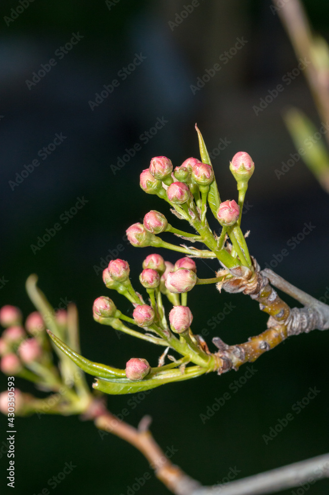 Buds on tree branch of Pyrus calleryana Chanticleer. Buds on tree branch of Pyrus calleryana Chanticleer.