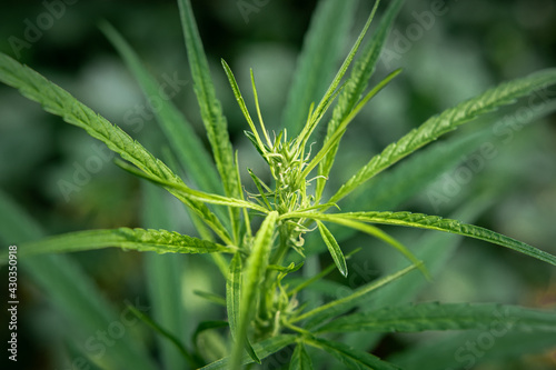 The cannabis plant is blooming in the garden. marijuana growing for medicine