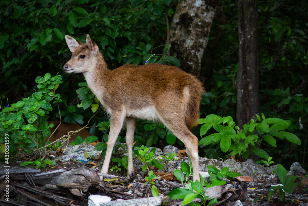 Wild deer roaming at the forest at Handeleum Island, Banten, Indonesia Wild deer roaming at the forest at Handeleum Island, Banten, Indonesia