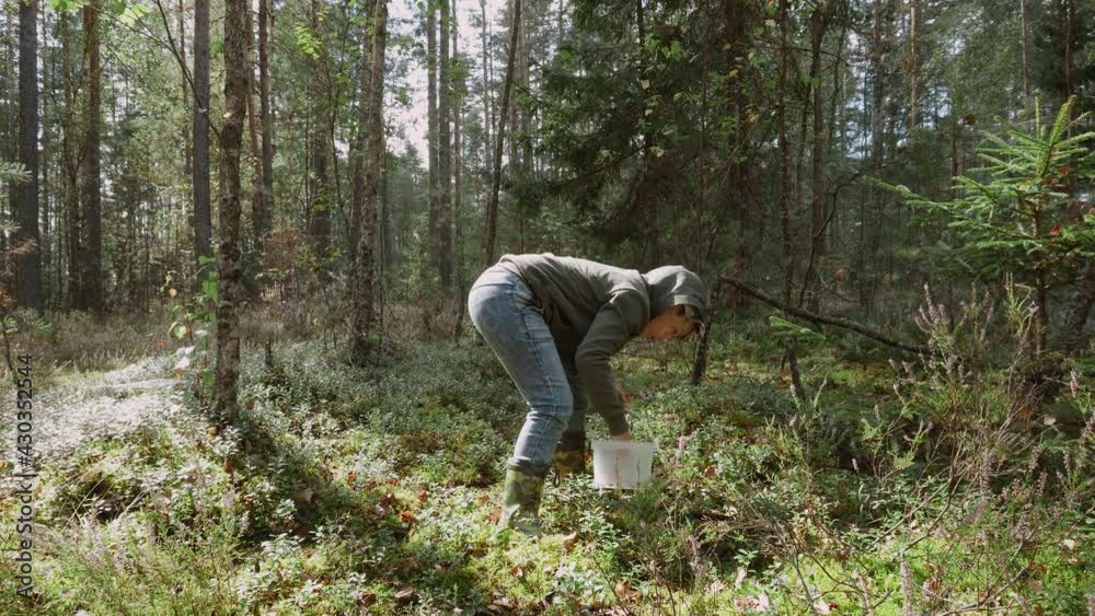 Caucasian child in hood bending over collects red berries, lingonberries in bucket in the forest. Sun sets behind cloud, sun rays disappear in the forest, it becomes dark Caucasian child in hood bending over collects red berries, lingonberries in bucket in the forest. Sun sets behind cloud, sun rays disappear in the forest, it becomes dark