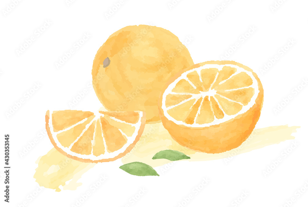 オレンジの水彩イラスト 断面 みかん 果物 フルーツ 柑橘類 フレッシュ かわいい Vector De Stock Adobe Stock