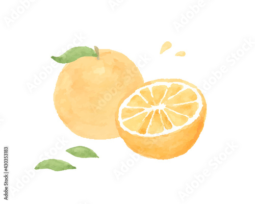 オレンジの水彩イラスト　断面　みかん　果物　フルーツ　柑橘類　フレッシュ　かわいい