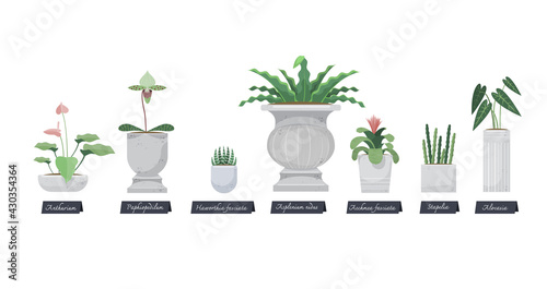 Illustration vector hobby room of planting in set of indoor plant pot at house as concept on flat style. Orchid, cactus, Bromeliads, Paphiopedilum,Haworthia,Asplenium,aechmea,urn plant