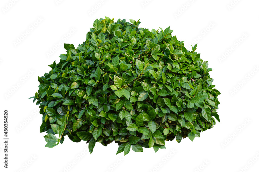 Obraz premium Green bush isolated on white background..