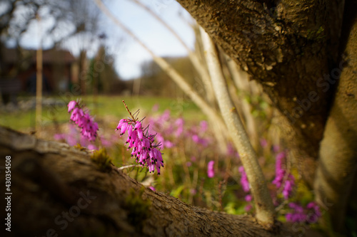 Erica carnea (spring heath) in spring photo