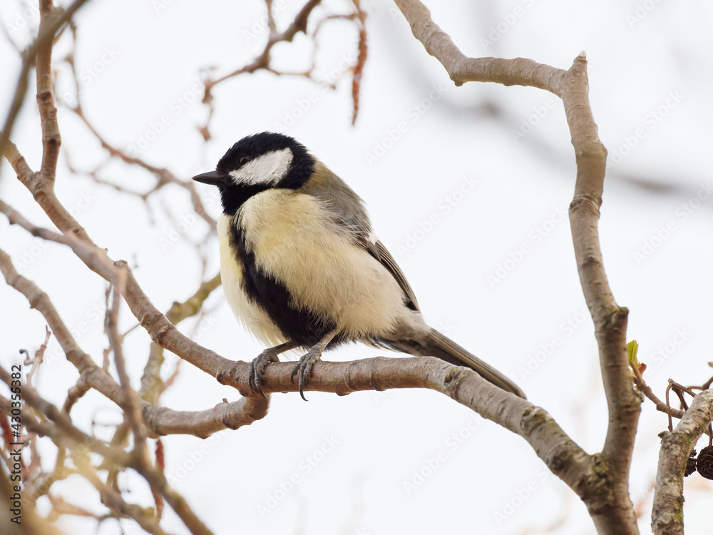 Fototapeta premium A Great Tit (Parus major) sat on a branch at Big Pool Wood, a Wildlife Trust reserve in Gronant, North Wales.
