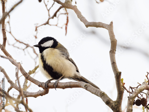 A Great Tit (Parus major) sat on a branch at Big Pool Wood, a Wildlife Trust reserve in Gronant, North Wales.