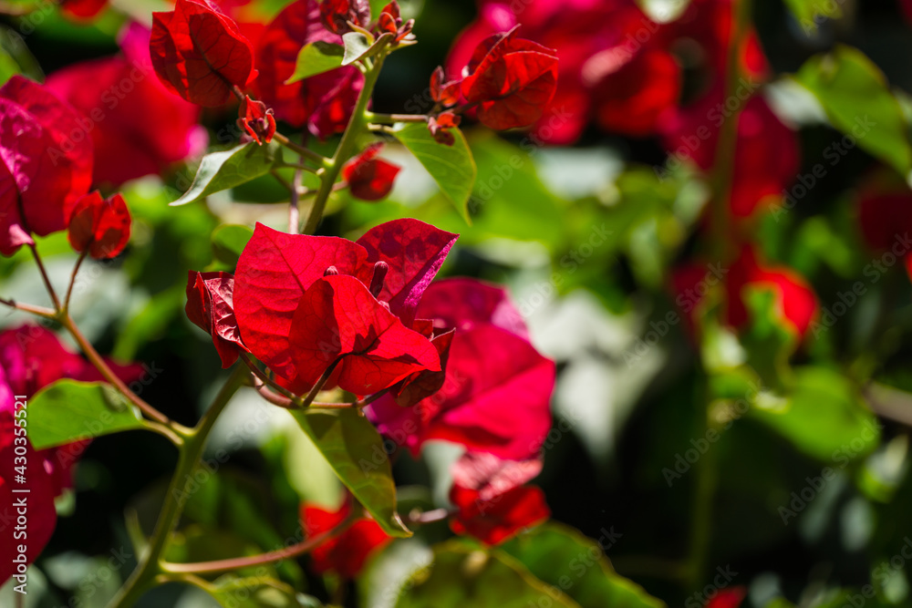 Close-up beautiful red pink Bougainvillea flowers in City park Krasnodar. Galitsky Park in sunny spring 2021. Bougainvillea flowers as wallpaper texture pattern background. Selective close-up focus Close-up beautiful red pink Bougainvillea flowers in City park Krasnodar. Galitsky Park in sunny spring 2021. Bougainvillea flowers as wallpaper texture pattern background. Selective close-up focus