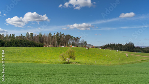 Blick auf eine idyllische grüne Wiese mit Kühen, Wald und blauem Himmel mit Wolken, Schaffhausen, Schweiz