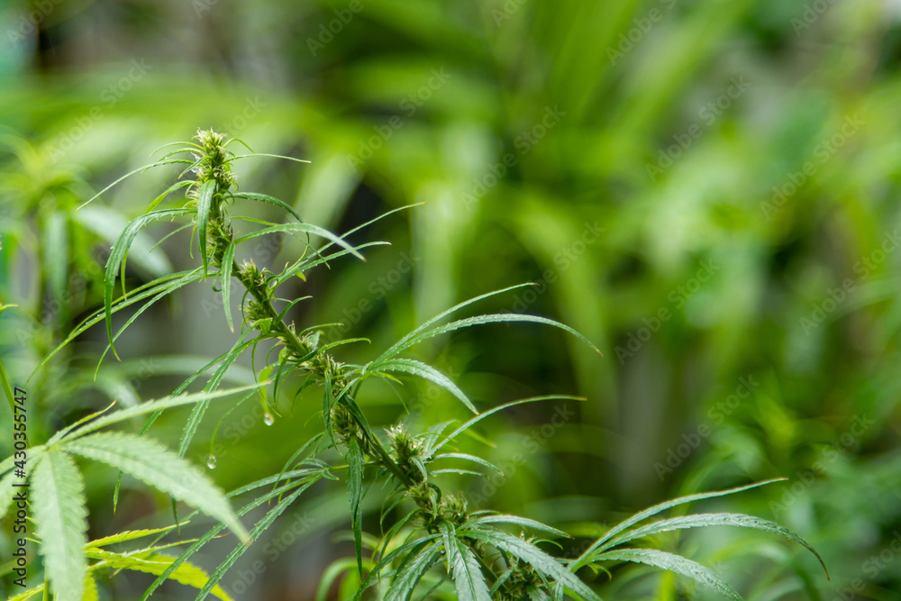 Cannabis Weed hermaphrodite Female Male Marijuana Plant Seeds Cannabis Weed hermaphrodite Female Male Marijuana Plant Seeds