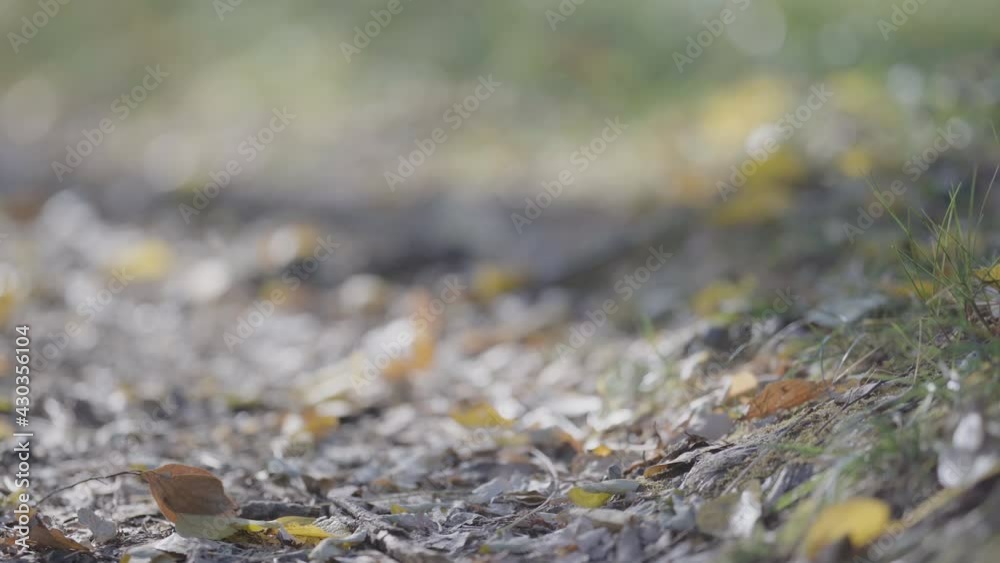 Cold wind blows and fallen leaves blow Cold wind blows and fallen leaves blow
