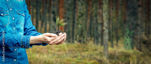 planting a forest and reforestation concept - hands holding pine tree seedling. banner copy space photo