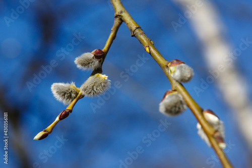 Easter and spring nature scenery with pussy-willow blossoms on uncut branches under the sunlight on blue sky background. Pussy willow twigs with catkins. Beautiful springtime scenery. Selective focus