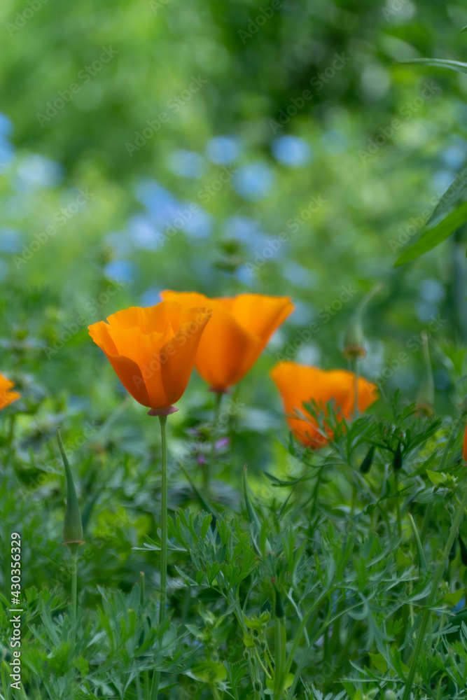 Fototapeta premium ポピーとネモフィラ