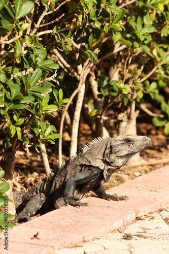 Portrait of a Black spiny-tailed iguana  Ctenosaura similis  Riviera Maya  Mexico 