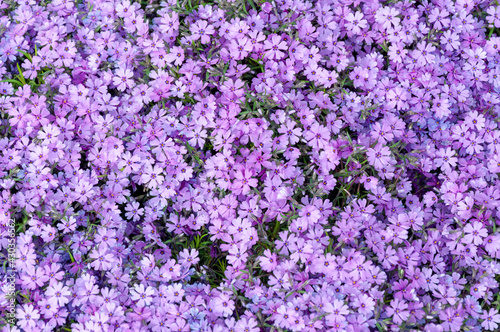 Small pink phlox flowers close up, bright wallpaper. Pink Moss Phlox. Phlox subulata pink flowers