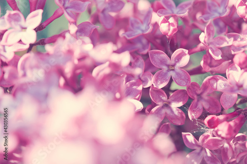 Branch of blossoming lilac isolated on blur background. © Swetlana Wall