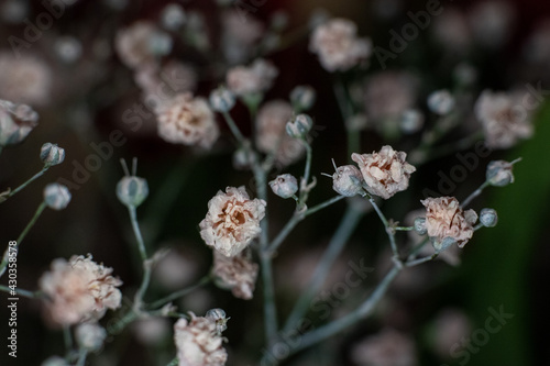 Gypsophila flowers on dark background © Volha