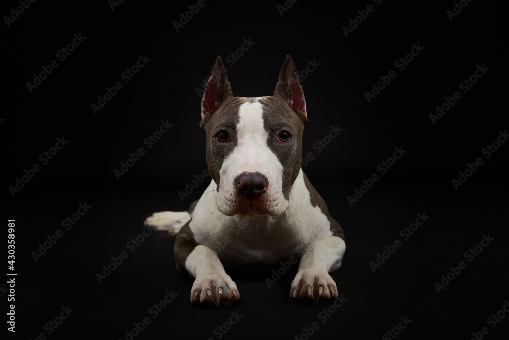Portrait of a dog. American Staffordshire Terrier .