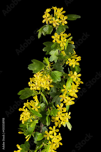 Young twig of black curran with flowers and foliaget, isolated on black background photo