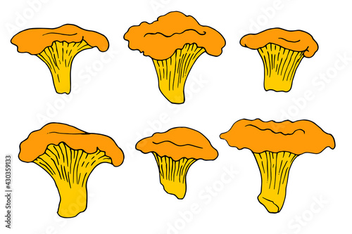 Vector set of isolated yellow elements of edible chanterelle mushrooms with a black outline on a white background. hand-drawn forest chanterelle mushrooms in a realistic style for labels, menus, packa photo