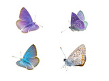 Various butterflies set isolated on a white background
