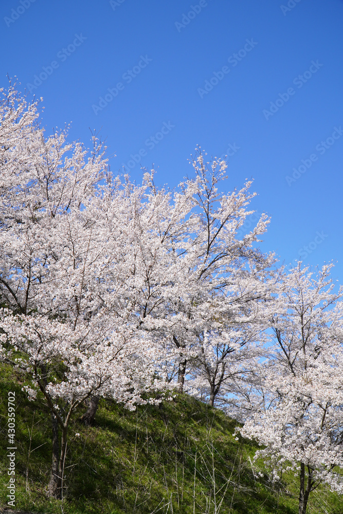 陸郷の山桜 陸郷の山桜