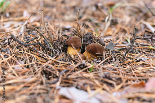 Beautiful edible mushroom in a pine forest
