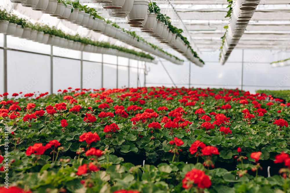 Fototapeta premium Large glass greenhouse with flowers. Growing flowers in greenhouses. Interior of a modern flower greenhouse. Flowers in flowerpots.