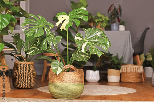 Tropical 'Monstera Deliciosa Thai Constellation' houseplant with beautiful white sprinkled varigated leaves in basket flower pot in living room with many plants in burry background