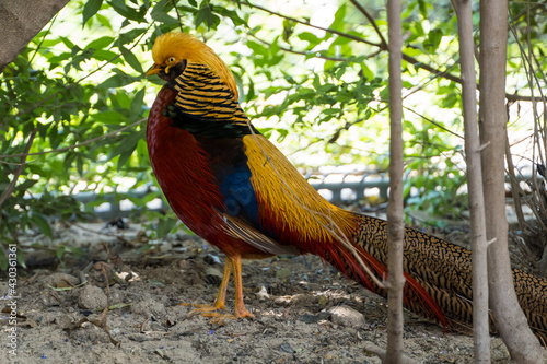 A close up of a male golden pheasant (Chrysolophus pictus), or the Chinese or rainbow pheasant, © KingmaPhotos