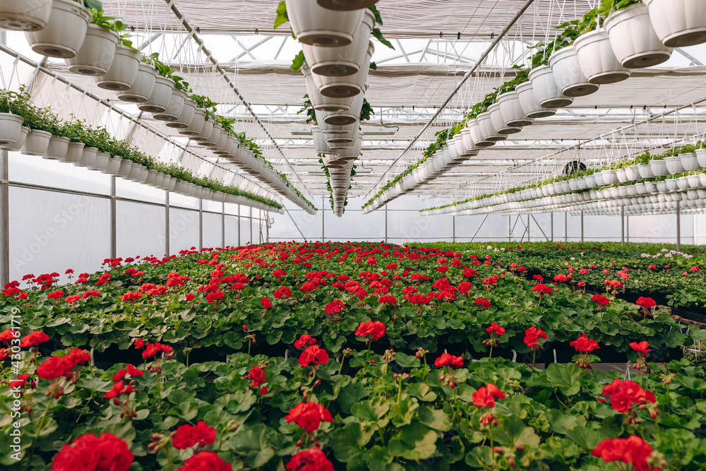 Panorama Begonia greenery (the Netherlands).