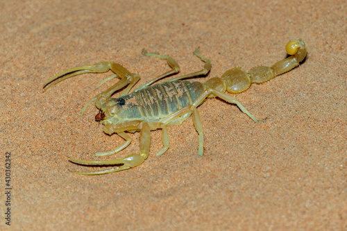 Shield Tailed Scorpion (Apistobuthus pterygocercus) in the middle east on the sand at night. (side view)