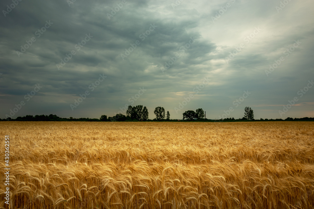 Fototapeta premium Triticale field and dark clouds on the sky, Nowiny, Poland
