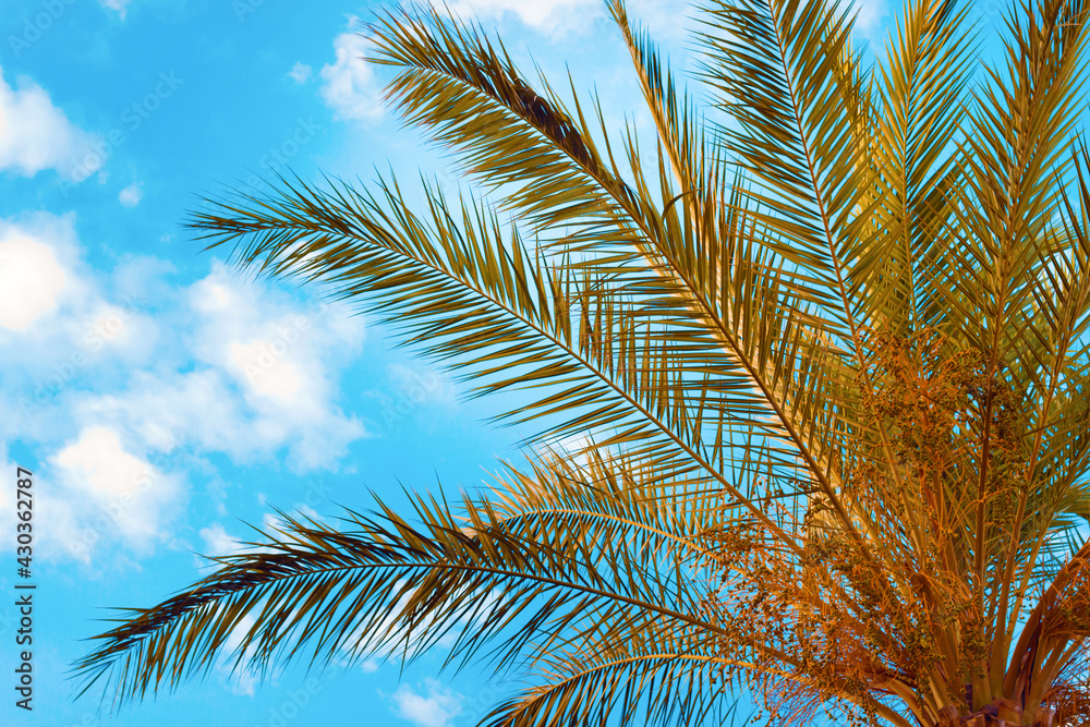 Palm Tree against A Bright Blue Sky. The Concept Of Beach, Tropical, Island, Vacation, Resort