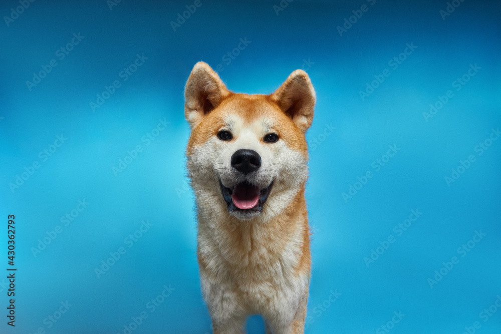 Akita inu. The dog smiles. Portrait of a dog.
