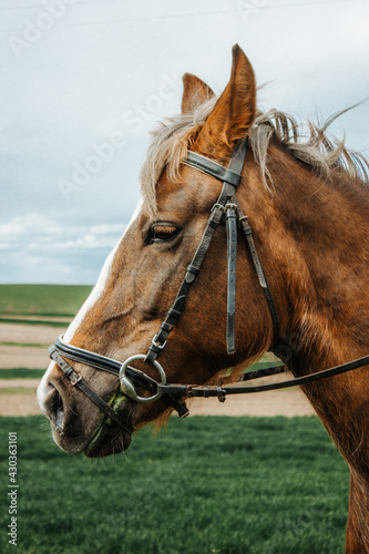 Portrait of a horse