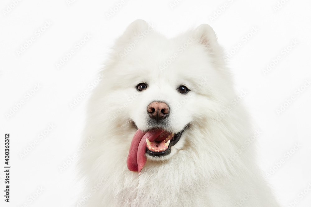 Samoyed. Fluffy dog. The dog smiles. The dog stuck out its tongue. Samoyed. Fluffy dog. The dog smiles. The dog stuck out its tongue.