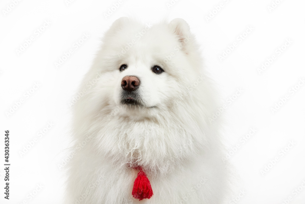 Portrait of a dog. Samoyed. Fluffy dog. Portrait of a dog. Samoyed. Fluffy dog.