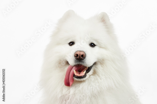 Samoyed. Fluffy dog. The dog smiles. The dog stuck out its tongue.