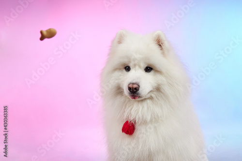 Samoyed. Fluffy dog. The dog catches the treat.