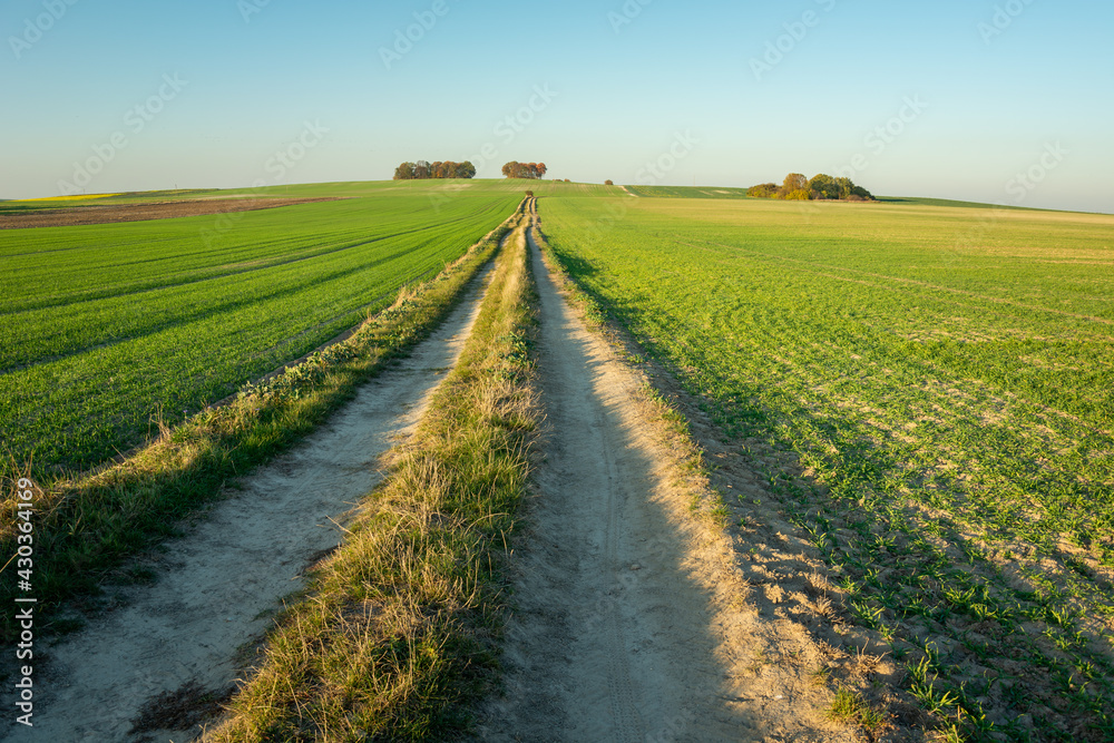 Long dirt road in a green field and trees on the horizon, Staw, Poland