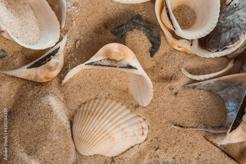 multicolored river seashells lie chaotically on the sand next to the sea. Macro photography. Close-up background concept, copy space